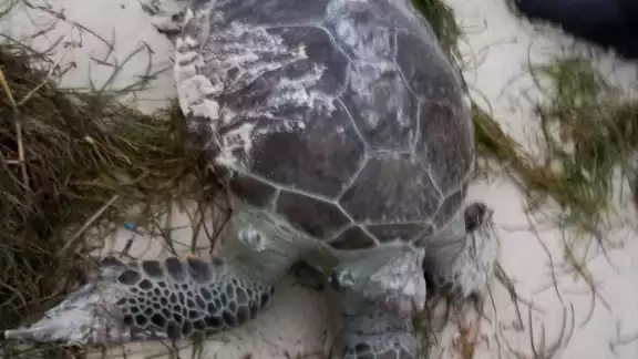A pesar de que la tortuga verde llegó sin partes de su cuerpo, se descarta que fuera atacada