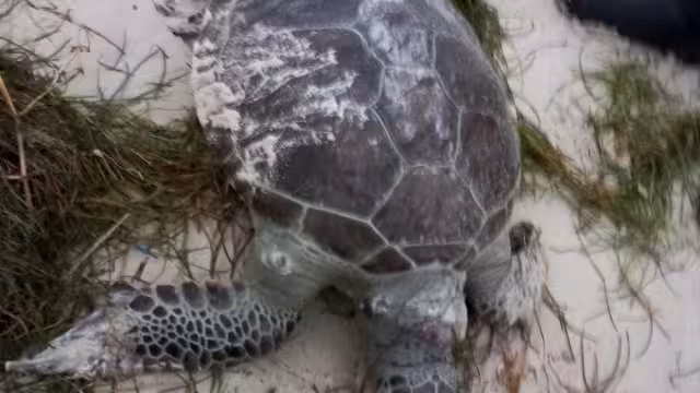 A pesar de que la tortuga verde llegó sin partes de su cuerpo, se descarta que fuera atacada