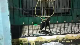 Asociación exhibe caso de maltrato contra un perro dóberman en Cancún