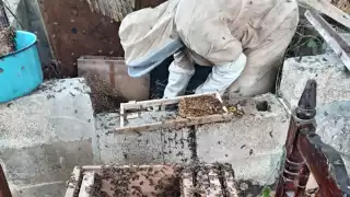Exigen detener exterminio de abejas en zonas urbanas de Campeche