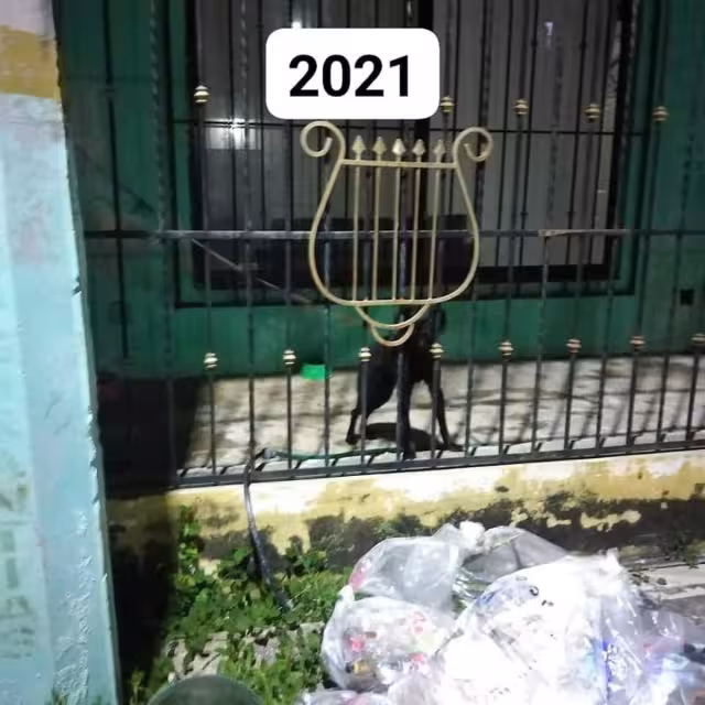 La Asociación Animal Sherif exhibió el caso de un perro dóberman maltratado por sus dueños