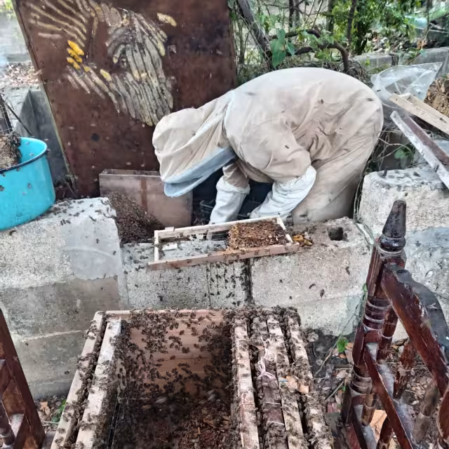 El investigador Omar Alberto Uc Sánchez advirtió sobre los riesgos ambientales y de salud por el uso de químicos o fuego para eliminar colmenas de abejas en zonas urbanas.