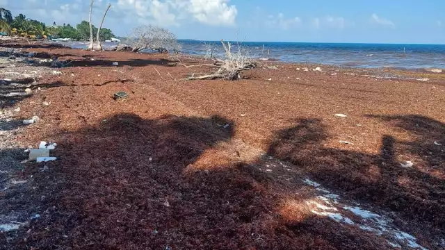 La autoridad de Punta Herrero afirmó que el recale dificulta la navegación de las lanchas