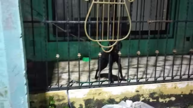 La Asociación Animal Sherif exhibió el caso de un perro dóberman maltratado por sus dueños