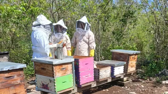 Los colmeneros dijeron que deben comprar azúcar, durante dos meses para alimentar a sus insectos