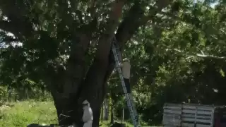 Media docena de personas sufrieron ataques de abejas en José María Morelos