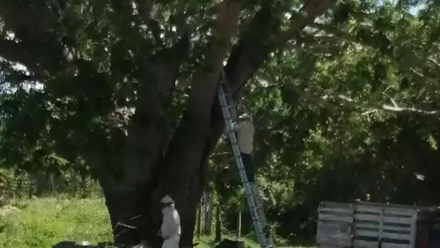 Media docena de personas sufrieron ataques de abejas en José María Morelos