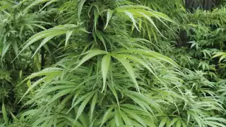 Ciudadanos consideran que la regulación es necesaria, porque algunas personas se exceden