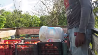 Toda la siembra se está pudriendo al no poder desplazarla