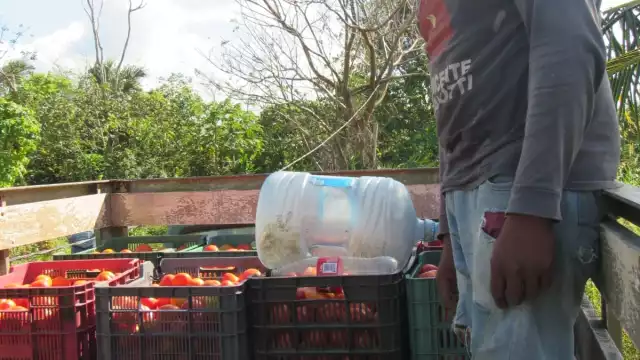 Toda la siembra se está pudriendo al no poder desplazarla