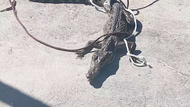 El cocodrilo joven hallado en el campo de beisbol de Cozumel mide más de un metro de longitud