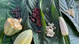 Cacao, un cultivo más rentable en Chetumal que la caña de azúcar