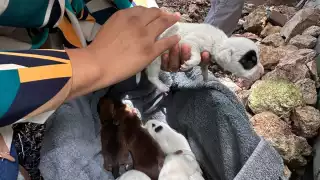 Rescatan a perrita que fue golpeada a tubazos en Tulum