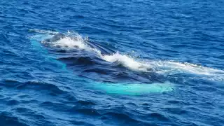 Capitanía de Puerto recomendó no acercarse a la zona