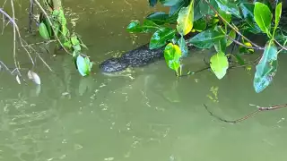 El cocodrilo estaba cerca de las personas en una lancha