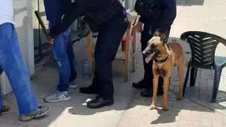 Los binomios, junto a sus respectivos instructores, recorrieron el interior del parque Benito Juárez