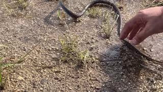 Serpiente queda atrapada en una trampa para ratas en Mérida