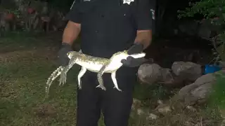 Policías creen que el animal podría ser mascota de un vecino