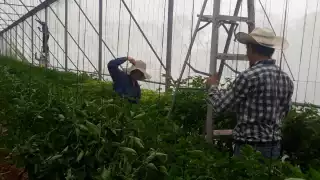 Pese a la situación generada por el COVID-19, los ingenieros y campesinos lograron salir adelante por con su cosecha