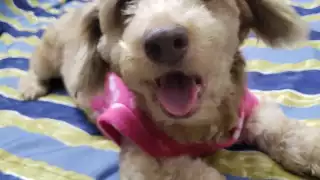 En lo que va de este año, han sido adoptados por extranjeros entre cinco y seis canes