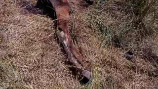 Caballo muere tras ser abandonado en un monte baldío en Panabá