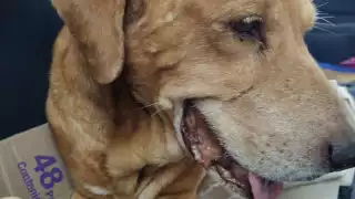 “Tyson” encuentra hogar