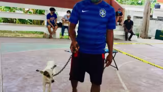 Debido a la pandemia han retrasado las ferias de adopción para los canes