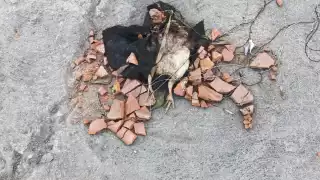 Personal de la Dirección de Servicios Públicos de Escárcega retiraron los desechos