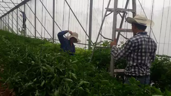 Pese a la situación generada por el COVID-19, los ingenieros y campesinos lograron salir adelante por con su cosecha Pese a la situación generada por el COVID-19, los ingenieros y campesinos lograron salir adelante por con su cosecha