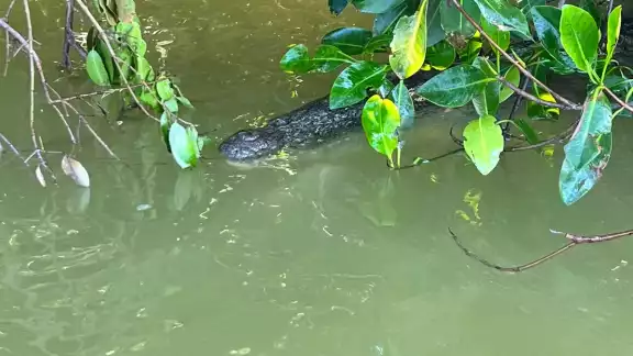 El cocodrilo estaba cerca de las personas en una lancha El cocodrilo estaba cerca de las personas en una lancha