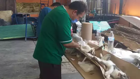 Junto a otros veterinarios realizan las intervenciones por la cantidad de 350 pesos y han realizado mil 500 de estas cirugías Junto a otros veterinarios realizan las intervenciones por la cantidad de 350 pesos y han realizado mil 500 de estas cirugías