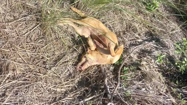 El peludo muerto fue encontraba en los terrenos del Conafe