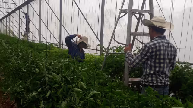 Pese a la situación generada por el COVID-19, los ingenieros y campesinos lograron salir adelante por con su cosecha