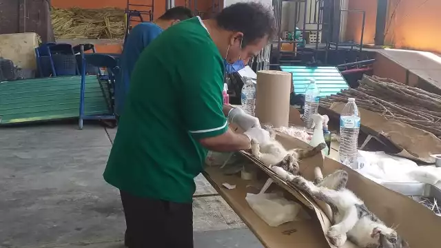 Junto a otros veterinarios realizan las intervenciones por la cantidad de 350 pesos y han realizado mil 500 de estas cirugías