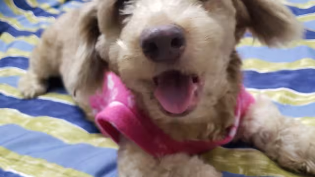 En lo que va de este año, han sido adoptados por extranjeros entre cinco y seis canes