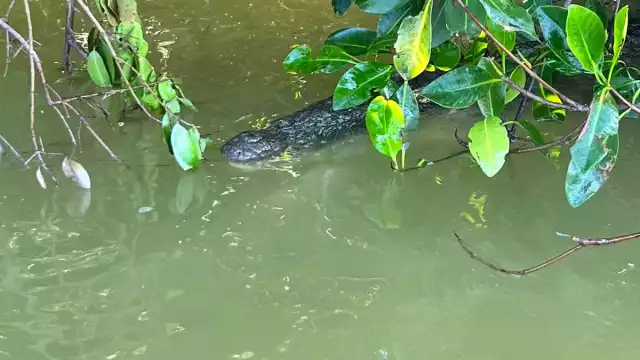 El cocodrilo estaba cerca de las personas en una lancha