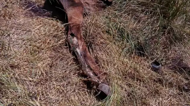 El caso fue reportado por habitantes el 17 de marzo