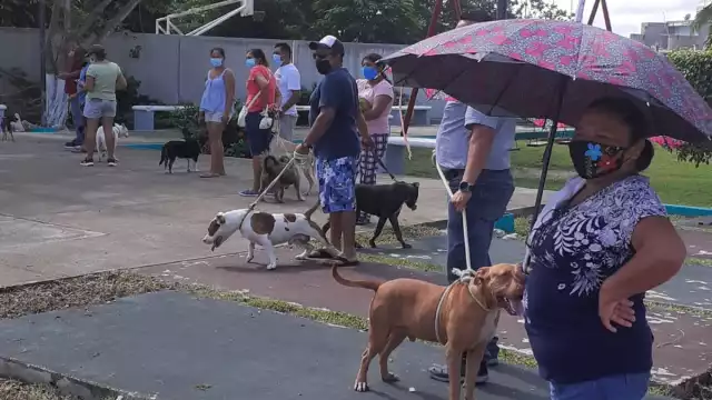 Campaña Antirrábica en la Colonia Miraflores de Cozumel