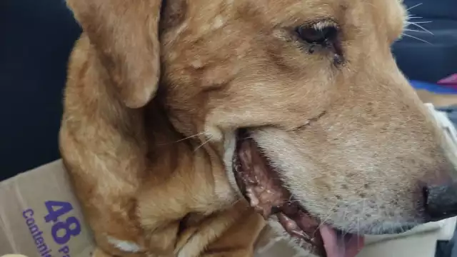 “Tyson” encuentra hogar