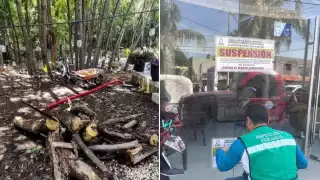 Clausuran comercio en Ciudad del Carmen por tala ilegal de mangle