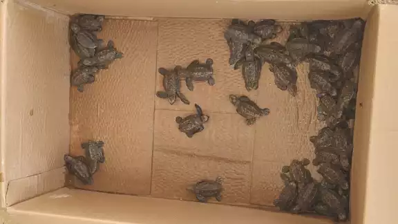Las tortugas fueron trasladadas a un centro especializado donde se llevaron a cabo los procedimientos para su conservación