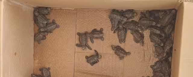 Las tortugas fueron trasladadas a un centro especializado donde se llevaron a cabo los procedimientos para su conservación