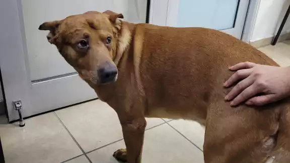 El hombre ahorcó al perro, pero una persona intervino, siendo atacado también