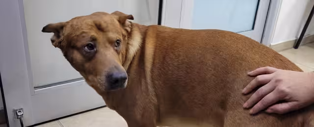 El hombre ahorcó al perro, pero una persona intervino, siendo atacado también