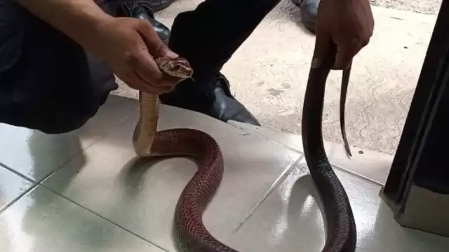 La serpiente asustó a una familia cuando fue hallada dentro de una casa en Yucatán