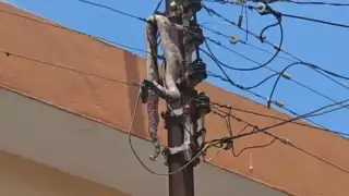 Boa deja sin luz a comercios del Centro de Mérida