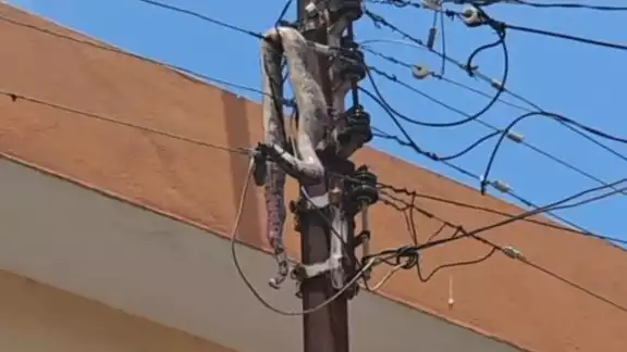 La boa subió al poste y murió electrocutada