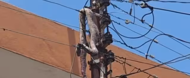 La boa subió al poste y murió electrocutada