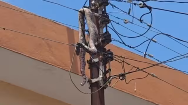 La boa subió al poste y murió electrocutada