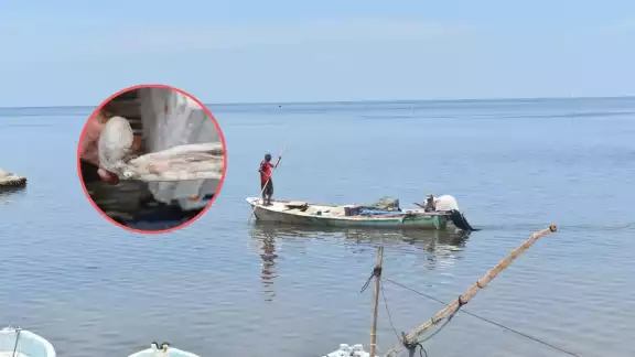 Francisco García Manilla, representante de Sader en Campeche, urge a los pescadores a respetar las tallas permitidas para la pesca del pulpo maya. Francisco García Manilla, representante de Sader en Campeche, urge a los pescadores a respetar las tallas permitidas para la pesca del pulpo maya.